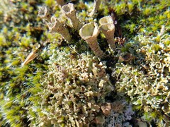 Cladonia grayi