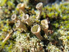 Cladonia grayi