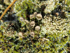Cladonia grayi