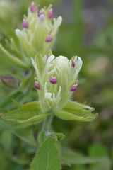 Castilleja pallida