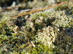 Cladonia grayi
