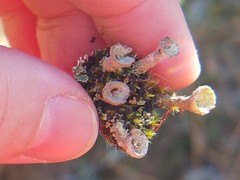 Cladonia grayi