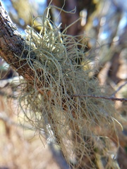 Usnea subscabrosa