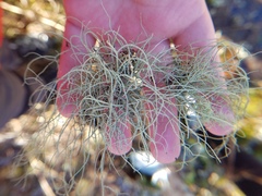 Usnea subscabrosa