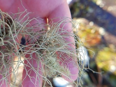 Usnea subscabrosa