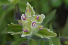 Castilleja pallida