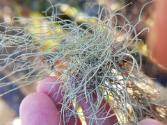 Usnea subscabrosa