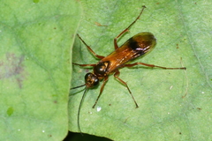 Sphictostethus fugax