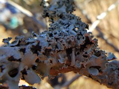 Parmotrema rampoddense