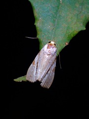 Chorsia