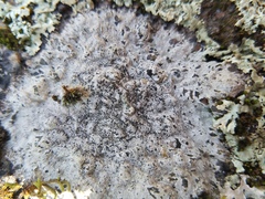 Lecanora oreinoides
