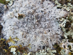 Lecanora oreinoides