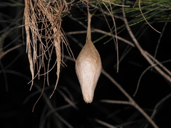 Ordgarius magnificus