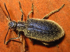 Cerogria janthinipennis