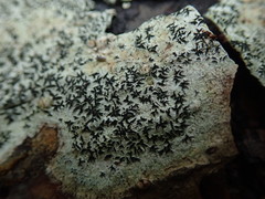 Alyxoria varia