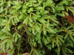 Thamnobryum neckeroides