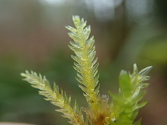 Thamnobryum neckeroides