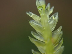 Thamnobryum neckeroides