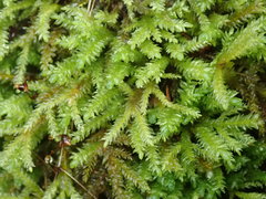 Thamnobryum neckeroides