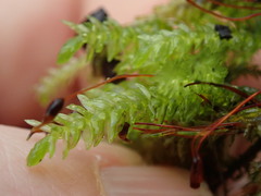 Thamnobryum neckeroides