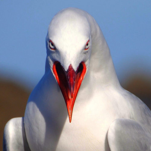 Silver Gull｜澳洲银鸥 参考照片