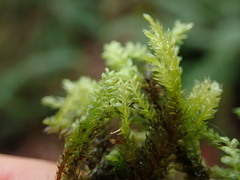 Thamnobryum neckeroides