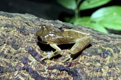Dendropsophus leali