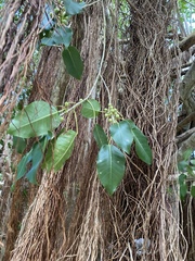 Ficus citrifolia