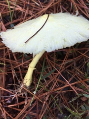 Leucocoprinus flavescens
