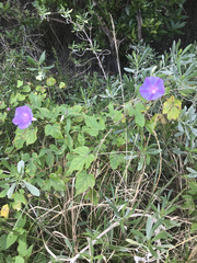 Ipomoea indica image