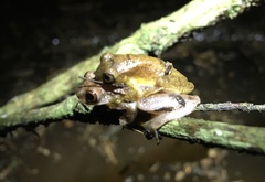 Dendropsophus leali