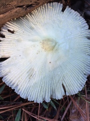 Leucocoprinus flavescens