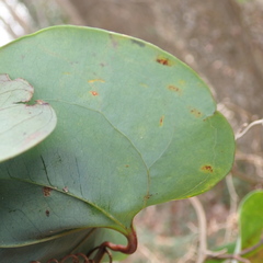 Marmara smilacisella