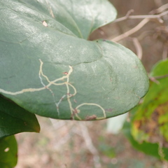 Marmara smilacisella