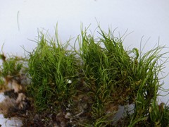 Dicranum viride