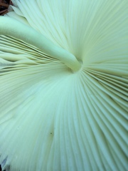 Leucocoprinus flavescens