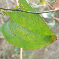 Marmara smilacisella