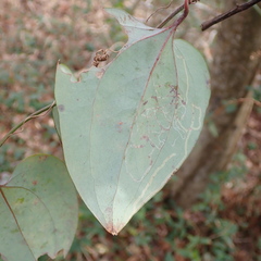Marmara smilacisella