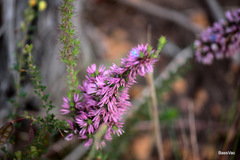 Andersonia caerulea