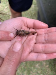 Yoyetta spectabilis
