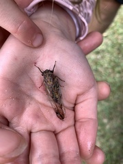 Yoyetta spectabilis