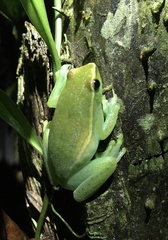 Sphaenorhynchus lacteus