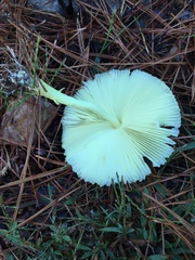 Leucocoprinus flavescens