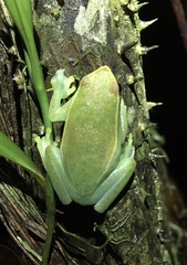 Sphaenorhynchus lacteus