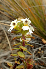 Euphrasia monroi