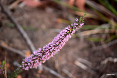 Andersonia caerulea