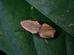 Macotasa nubeculoides