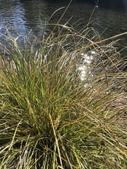 Carex secta