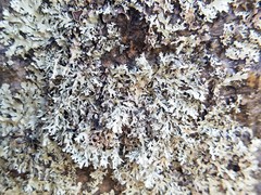 Xanthoparmelia isidiascens