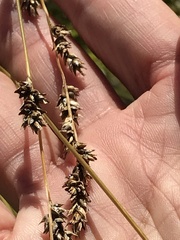 Carex secta